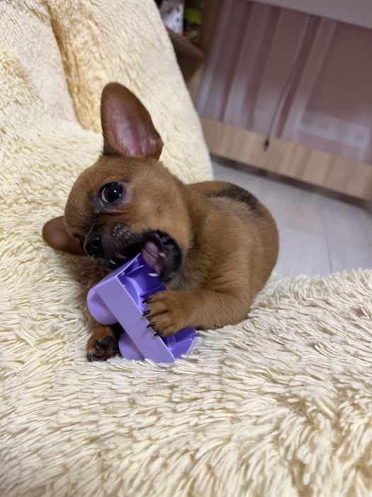 Цуценята чіхуахуа