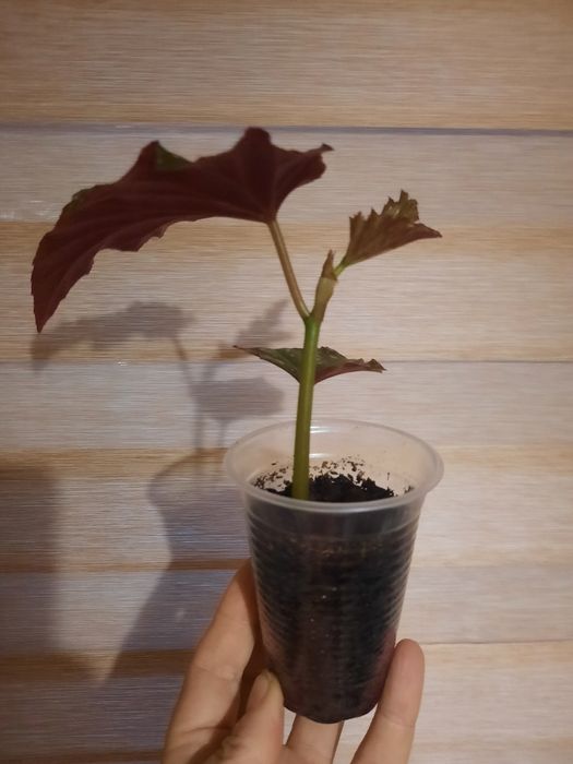 Бегония кейн. Софи Сесиль.