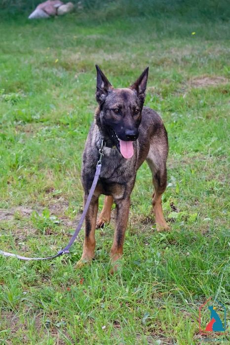 Forest 256/25 - SZUKA DOMU!