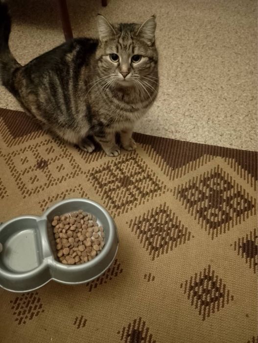 Отдам кошечку 1,5 года в хорошие руки