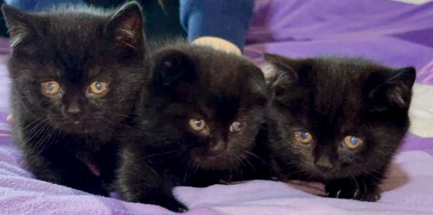 Шотландские вислоухие котята