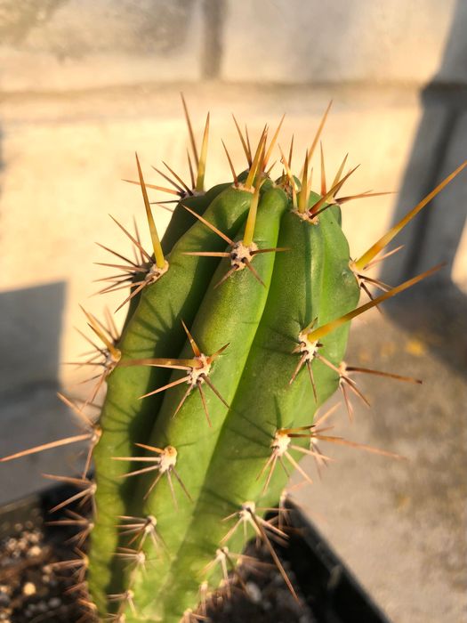 Echinopsis Peruviana / Trichocereus Peruvianus