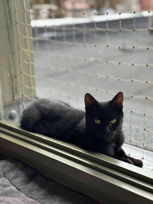 Tarta , czarna młoda kotka po sterylizacji