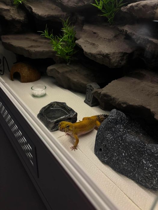 Nowe terrarium, dowolny wymiar, gekon, agama, kameleon. Terrarium na zamówienie, dla gekona lamparciego