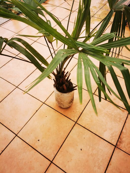 Palmeira em vaso