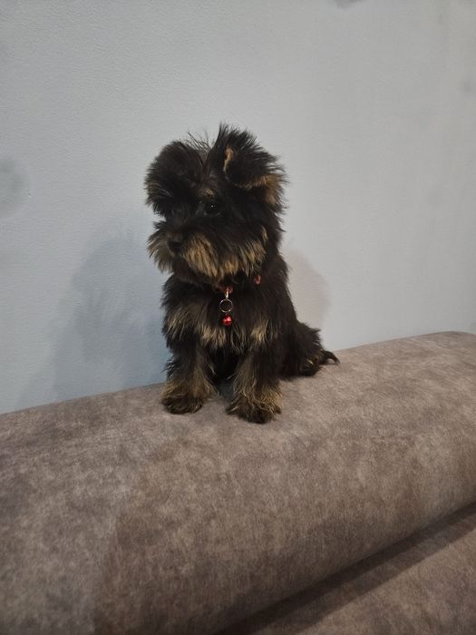 Sunia york z Rodowodem do odbioru