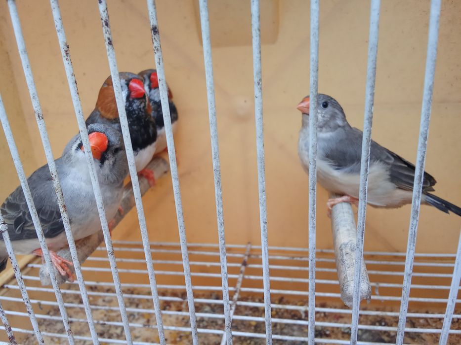 Diamantes Mandarins