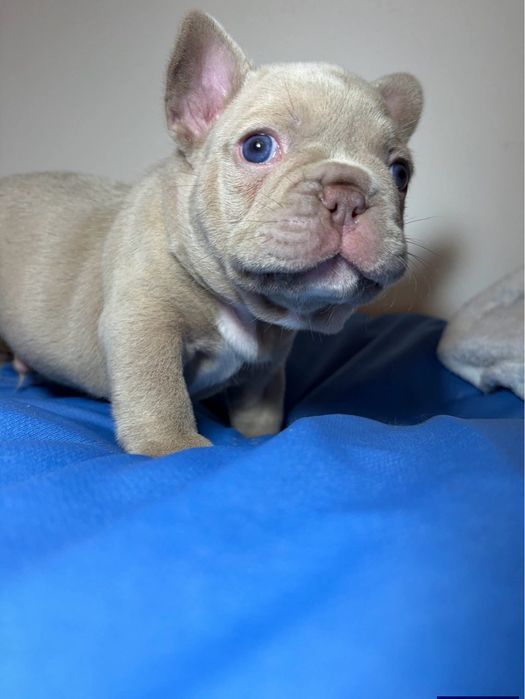 Bulldog francês Isabella