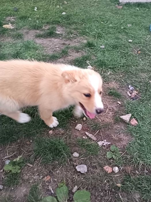Border Collie macho