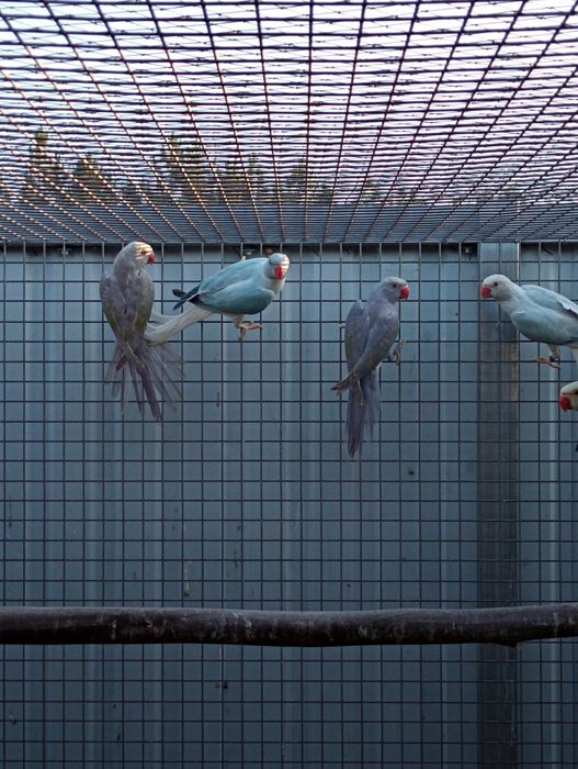 Ringnecks opalinos e CC de 2026