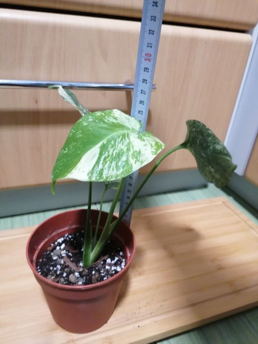 Monstera mint  przepiekna