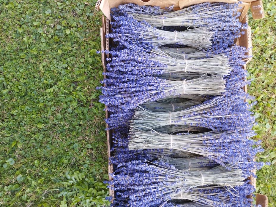 3 kg suszu lawendowego i 10 bukiecików