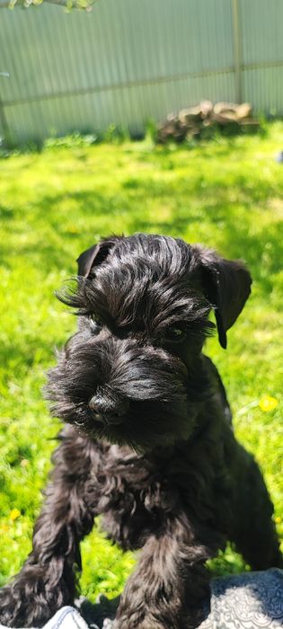 Чудо хлопчик цвергшнауцера