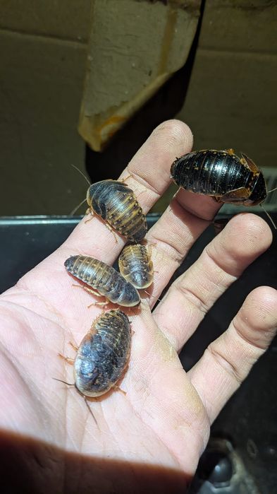 Baratas Argentinas