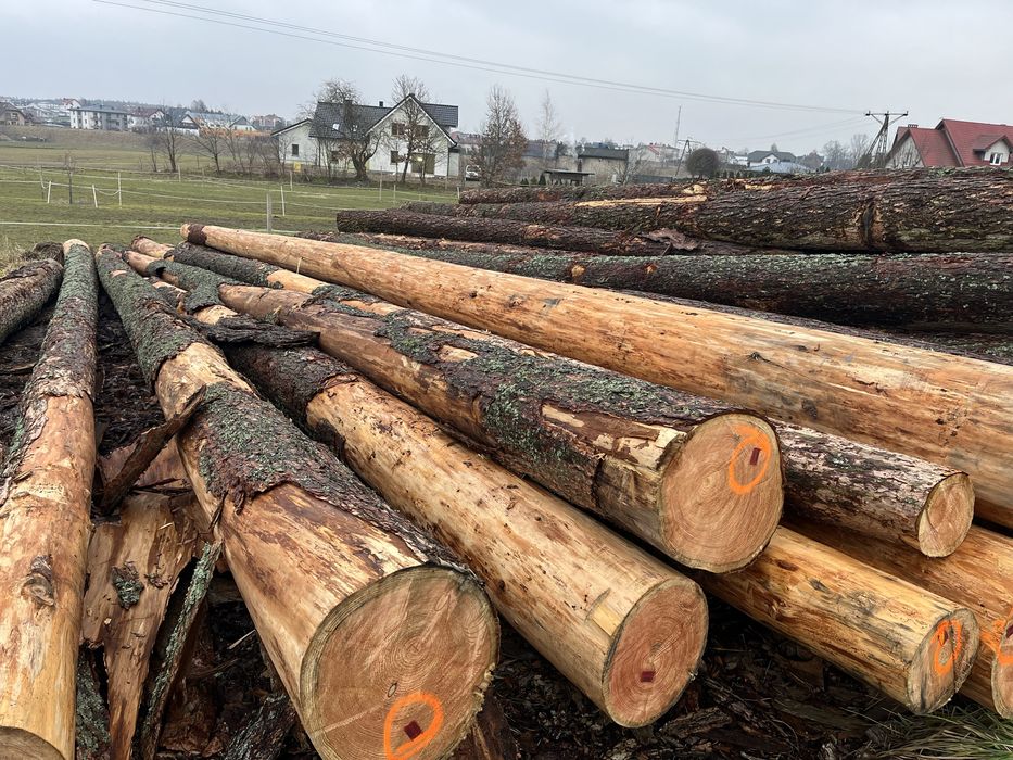 Modrzew tartaczny  dłużyca i kłoda