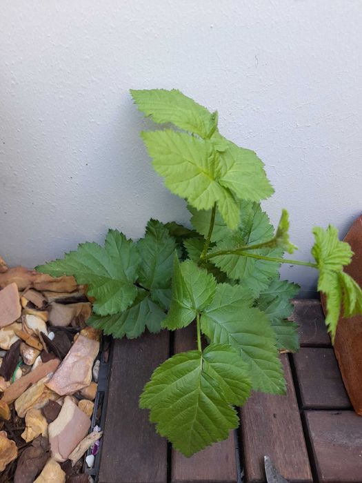 Rebentos de Framboesa