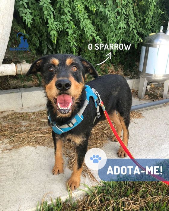 Sparrow cao jovem de porte grande