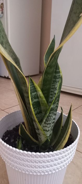 Сансеаиерия Лауренти