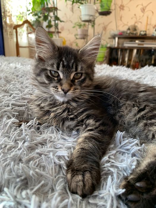 Мейн-кун лісна красуня кішка