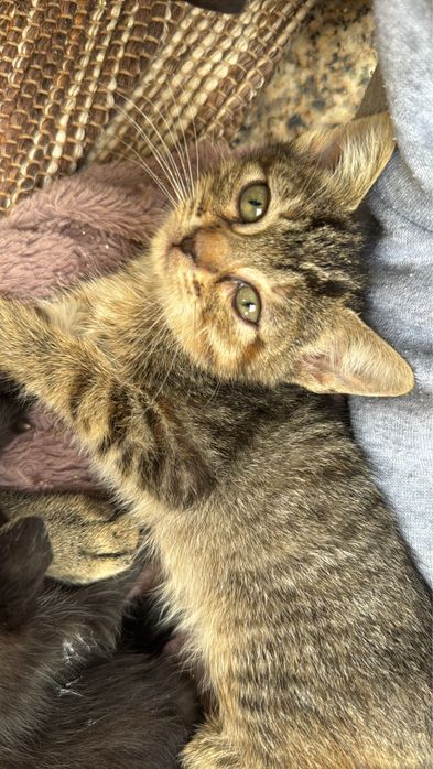 Gatinhos para dar