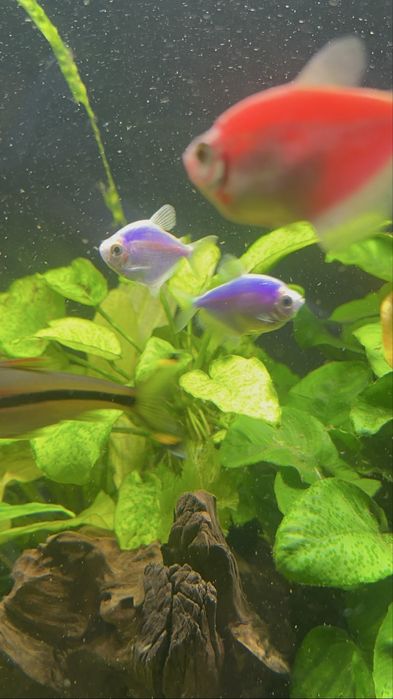 Do sprzedania tetry neon