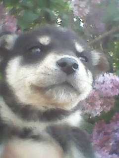 Цуценята хаскі шукають дбайливих господарів