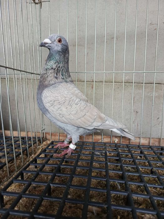 Pocztowe rubella sooty indigo
