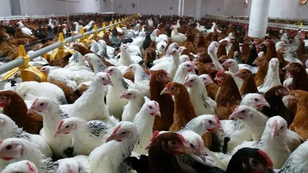 ROSA kolorowa kurka nioska