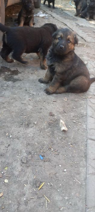 Продам щенков немецкой овчарки,1,5 месяца
