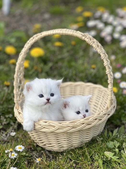 Котята ns11 шиншилла серебріста