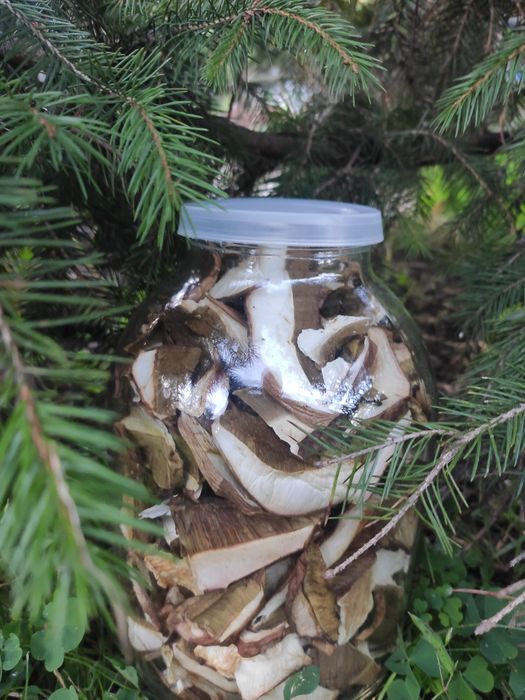 Гриби сушені Білі 2024, мариновані