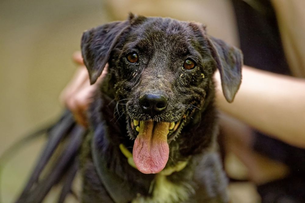 Raki, bardzo źle mu w schronisku, adoptuj