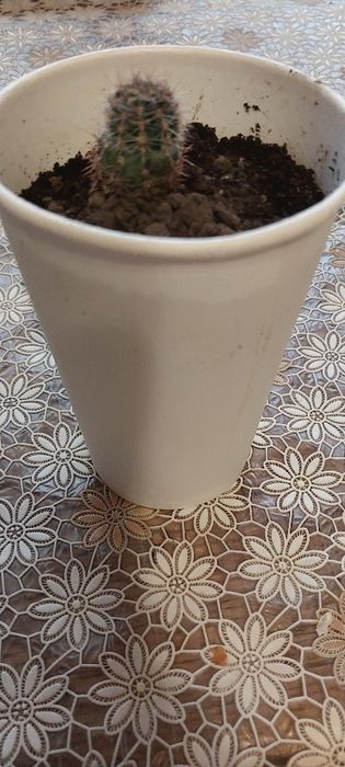 Кактус безкоштовно