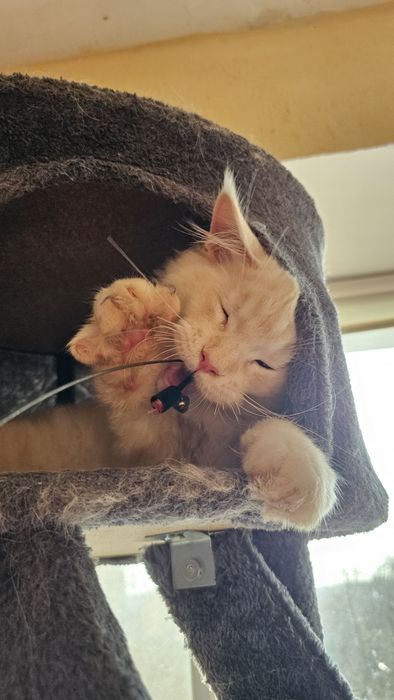 Мейн-кун котёнок,  котик кремой солид