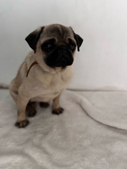 Мопс дівчинка 2 роки  Безкоштовно Тільки в ДОБРІ РУКИ