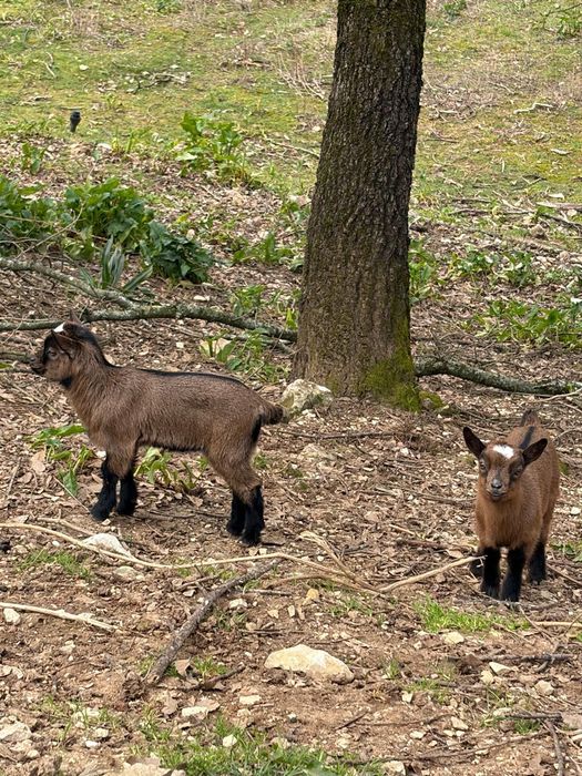 Vendo cabritas fêmeas anãs