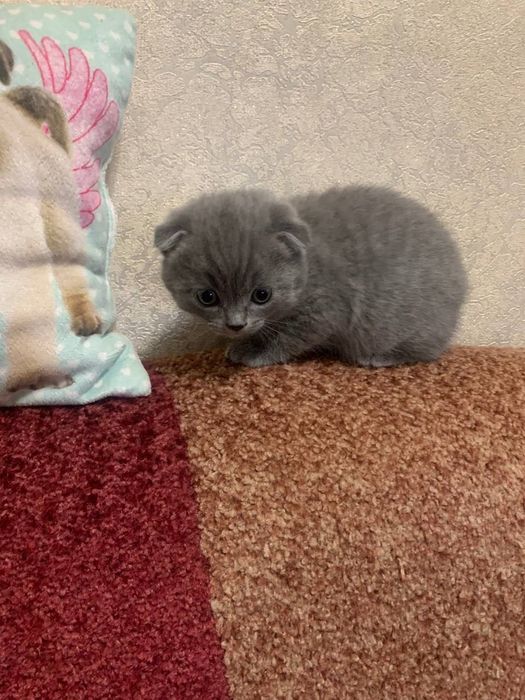Весловухі котики