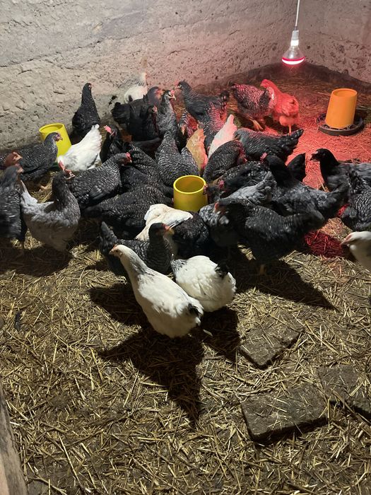 Підрощений бройлер