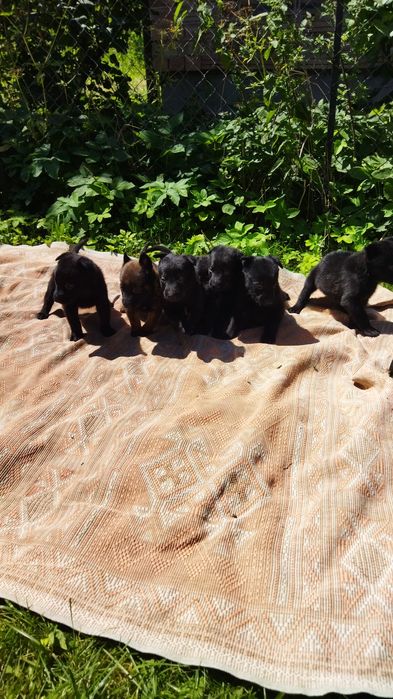 Німецька вівчарка