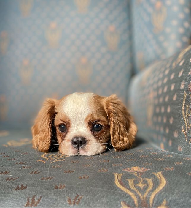 Cavalier king charles spaniel