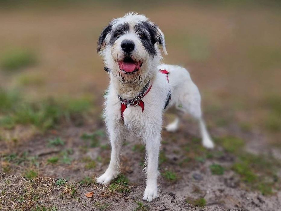 Terrier Reks szuka domu