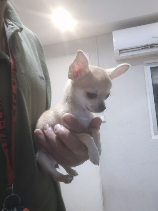 Lindamenina chihuahua