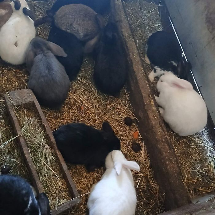 Sprzedam króliki samice i samce