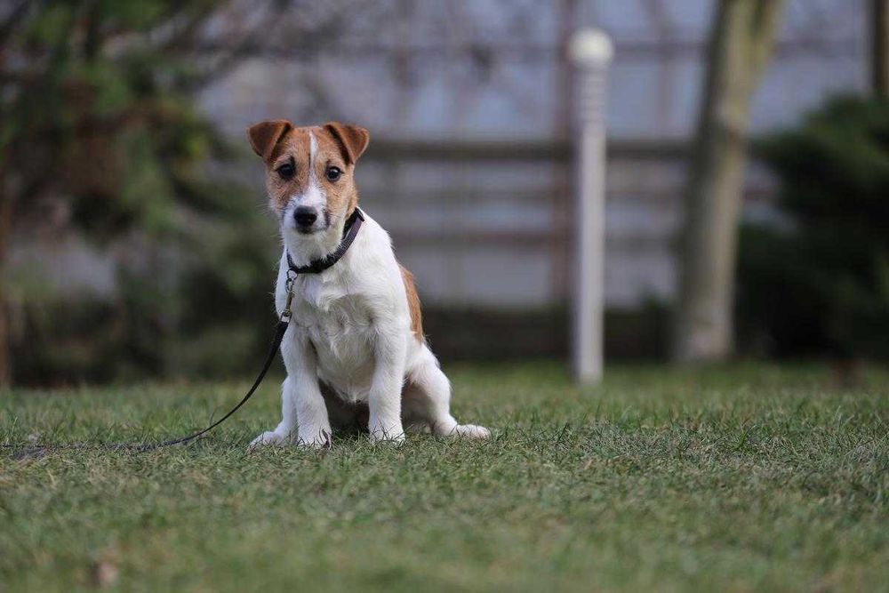 Jack Russel Terrier szczeniak