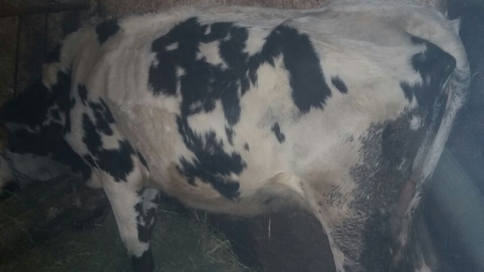 Sprzedam jedną z trzech krów