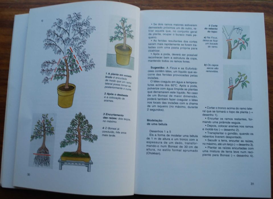 Bonsai de Interior de Jochen Pfisterer