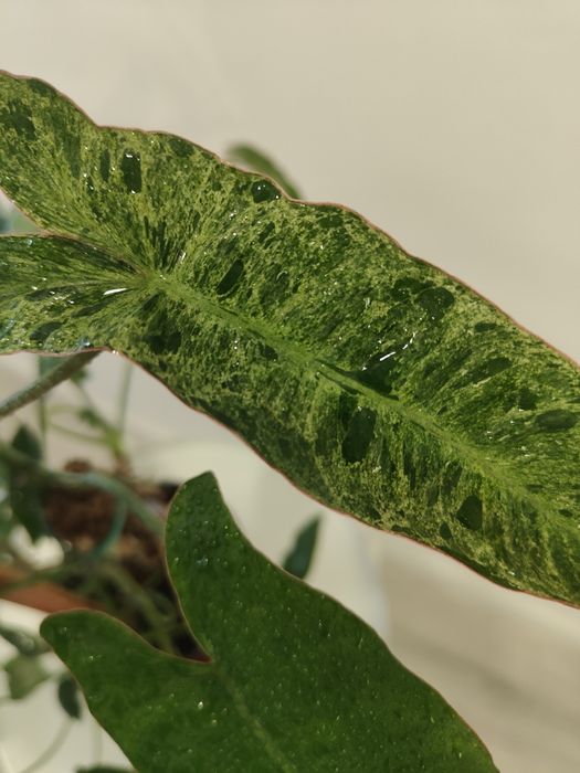 Philodendron paraíso verde // planta interior