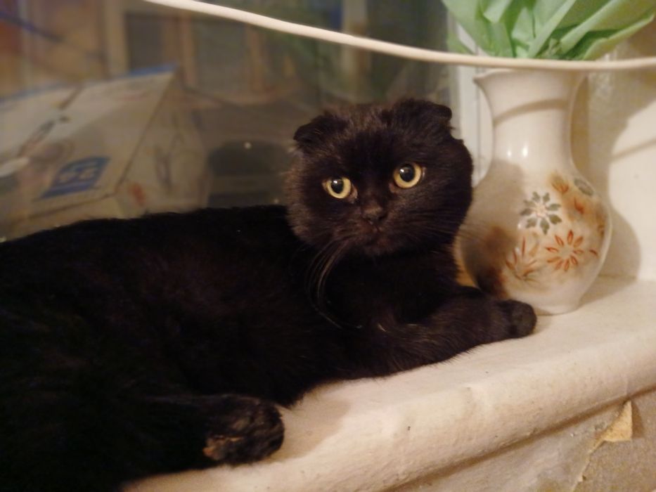 Котик для злучки