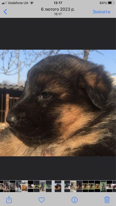 Цуценята чистокровної німецької вівчарки