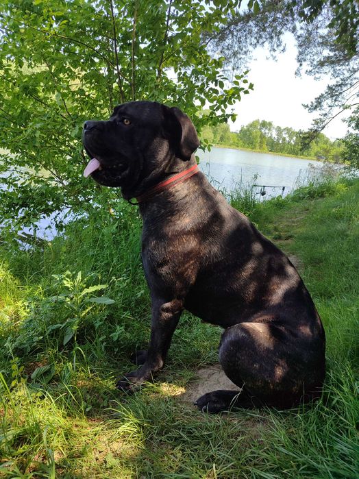 Продам пса кане корсо